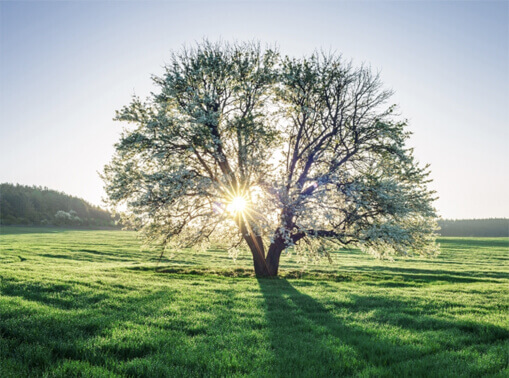 Arbre clairière