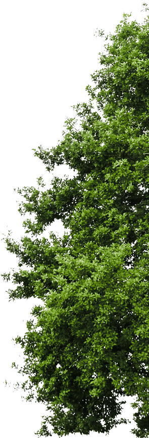 Arbre