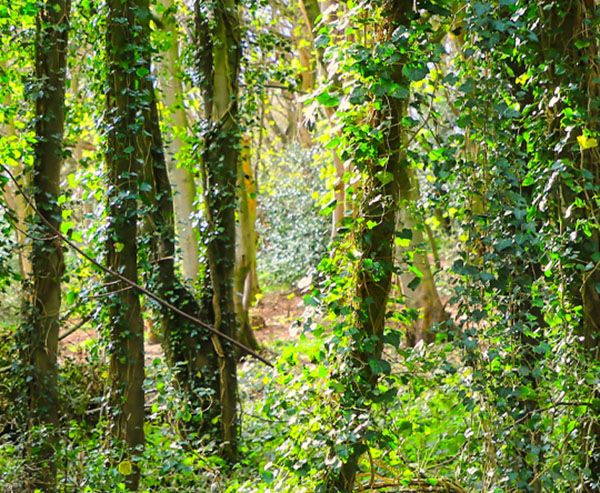 Le prix d'un arbre comprend bien plus que l'achat d'un plant !