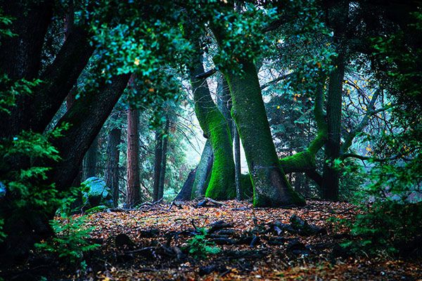 CLO2 plante des arbres exclusivement dans des forêts françaises et européennes