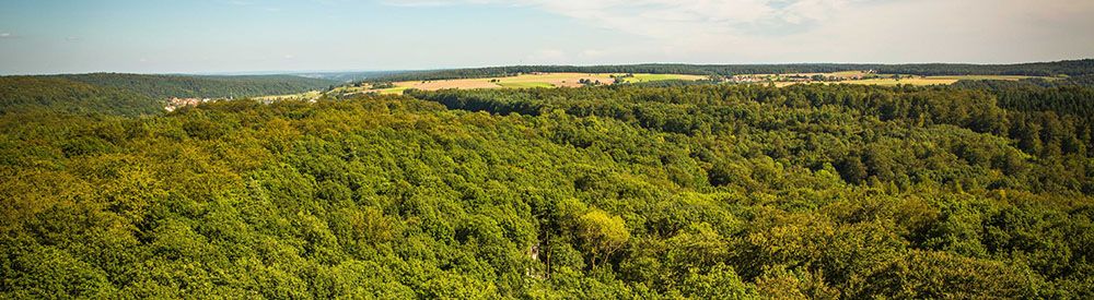Planter des arbres et les gérer durablement, c'est aussi soutenir la filière bois Planter des arbres et les gérer durablement, c'est aussi soutenir la filière bois