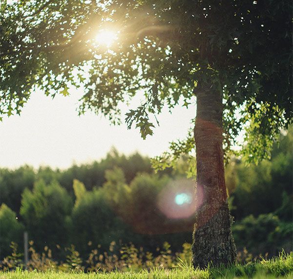 Les arbres CLO2 Les arbres CLO2