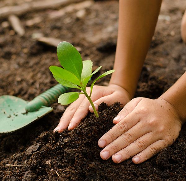 Planter un arbre avec CLO2 