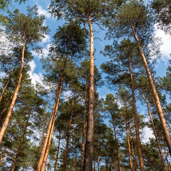 Foret de Pin Sylvestre